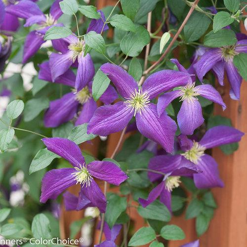 Photo of Clematis Happy Jack™ Purple uploaded by Joy