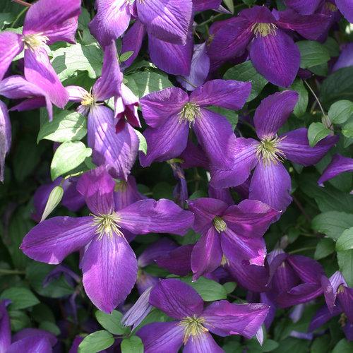Photo of Clematis Happy Jack™ Purple uploaded by Joy