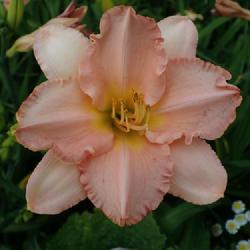 Location: My garden in Ontario, Canada
Date: 2022-07-20
Beautiful 4 X 4 bloom