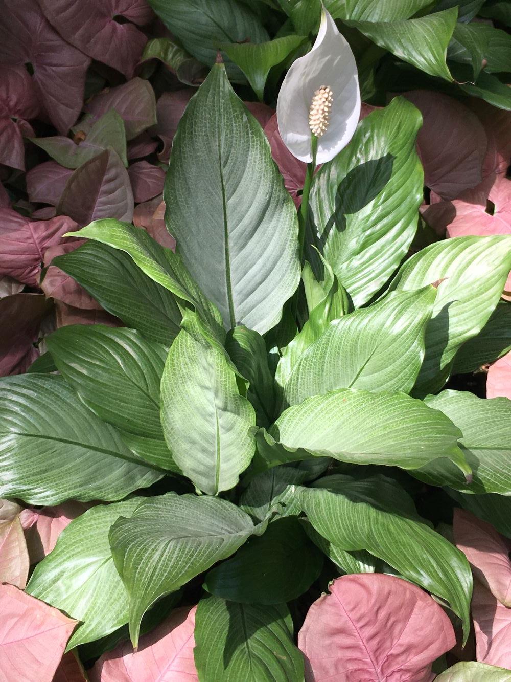 Photo of Peace Lily (Spathiphyllum 'Platinum Mist') uploaded by skylark