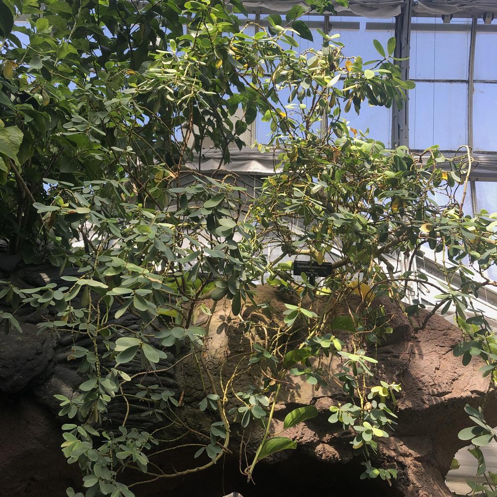 Photo of ʻAkoko (Euphorbia celastroides) uploaded by sedumzz
