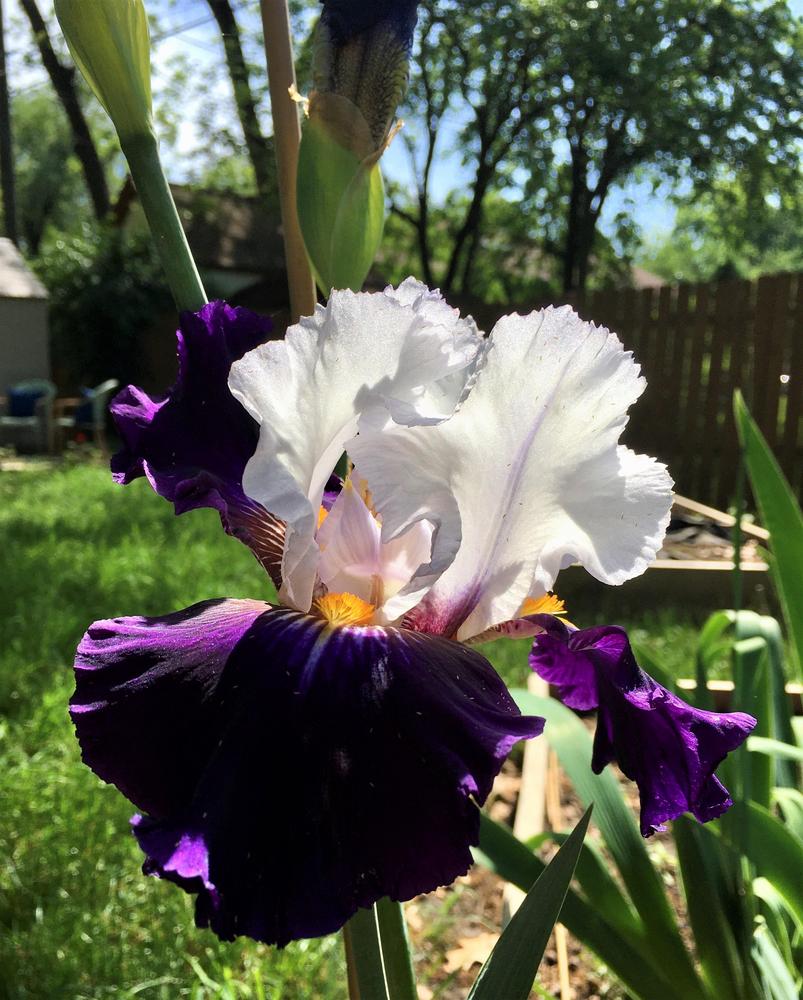 Photo of Tall Bearded Iris (Iris 'Grace upon Grace') uploaded by teribuchanan