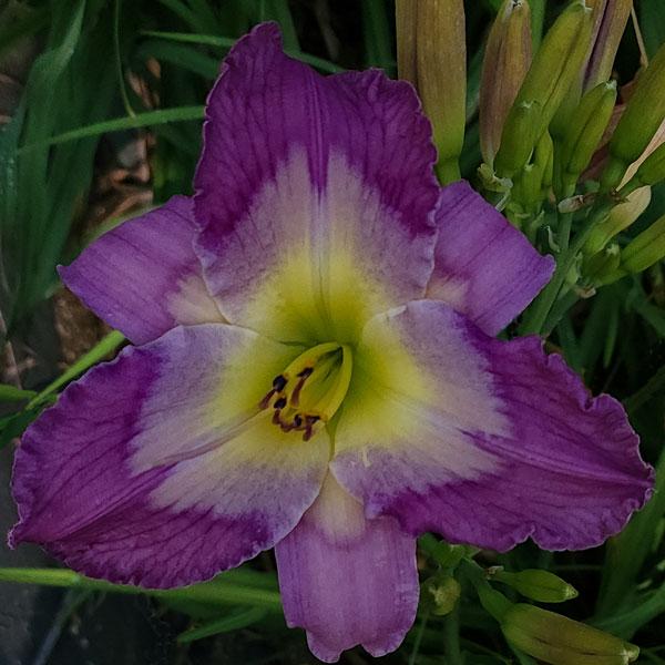 Photo of Daylily (Hemerocallis 'Purple-throated Woodstar') uploaded by Calif_Sue