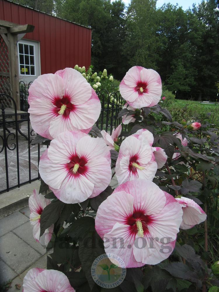 Photo of Hybrid Hardy Hibiscus (Hibiscus Summerific™ Perfect Storm) uploaded by Frillylily