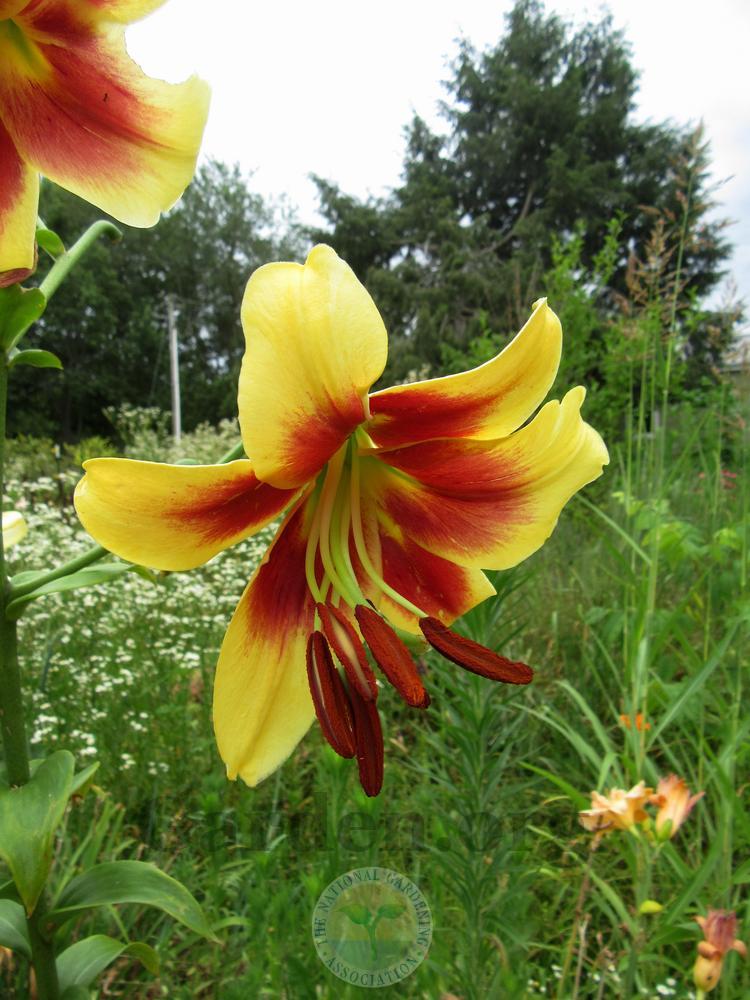 Photo of Lily (Lilium 'Miss Libby') uploaded by Frillylily