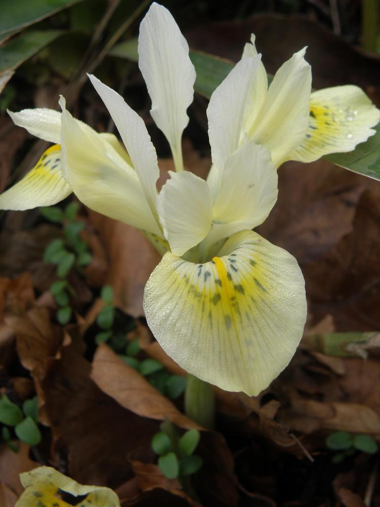 Photo of Iris (Iris reticulata 'Katherine's Gold') uploaded by IrisLilli
