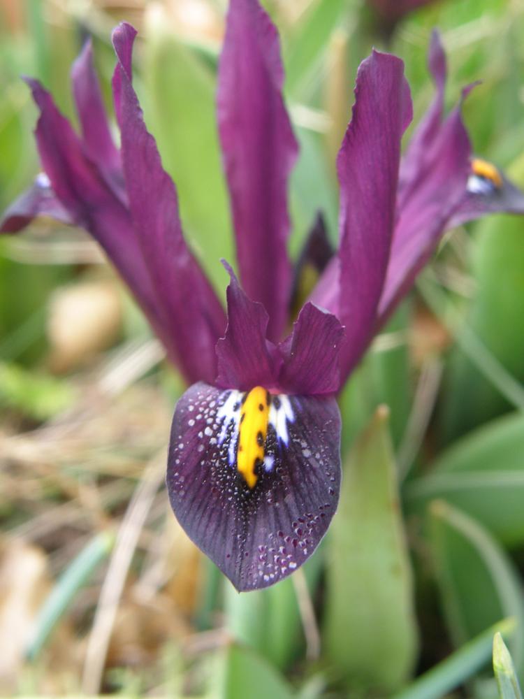 Photo of Reticulated Iris (Iris reticulata 'J. S. Dijt') uploaded by IrisLilli