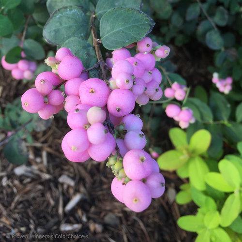 Photo of Coralberry (Symphoricarpos Proud Berry®) uploaded by Joy