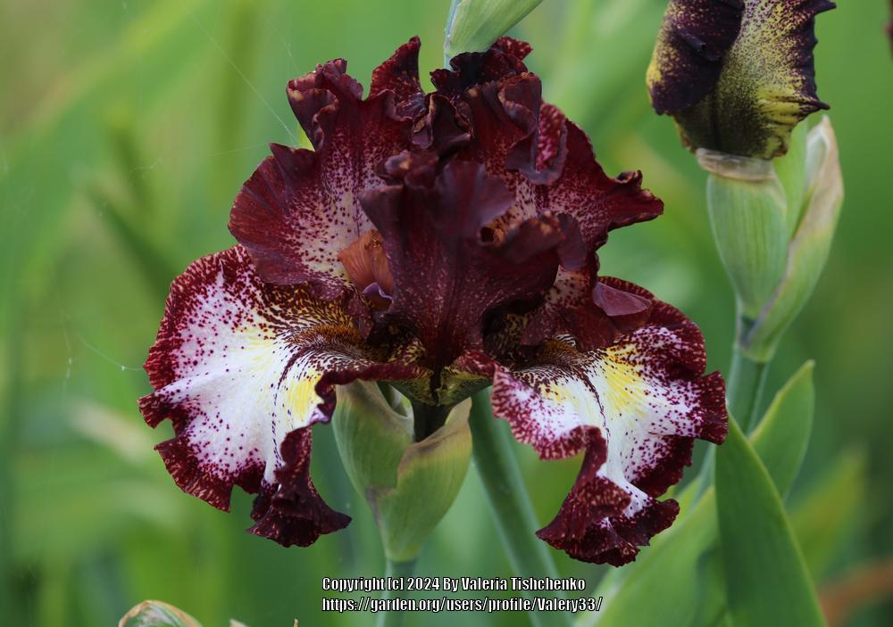 Photo of Tall Bearded Iris (Iris 'Vista Point') uploaded by Valery33