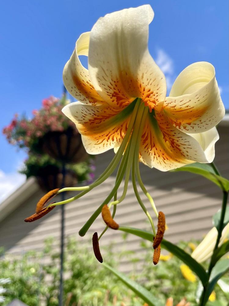 Photo of Lily (Lilium 'Lady Alice') uploaded by coffeeandchlorophyll