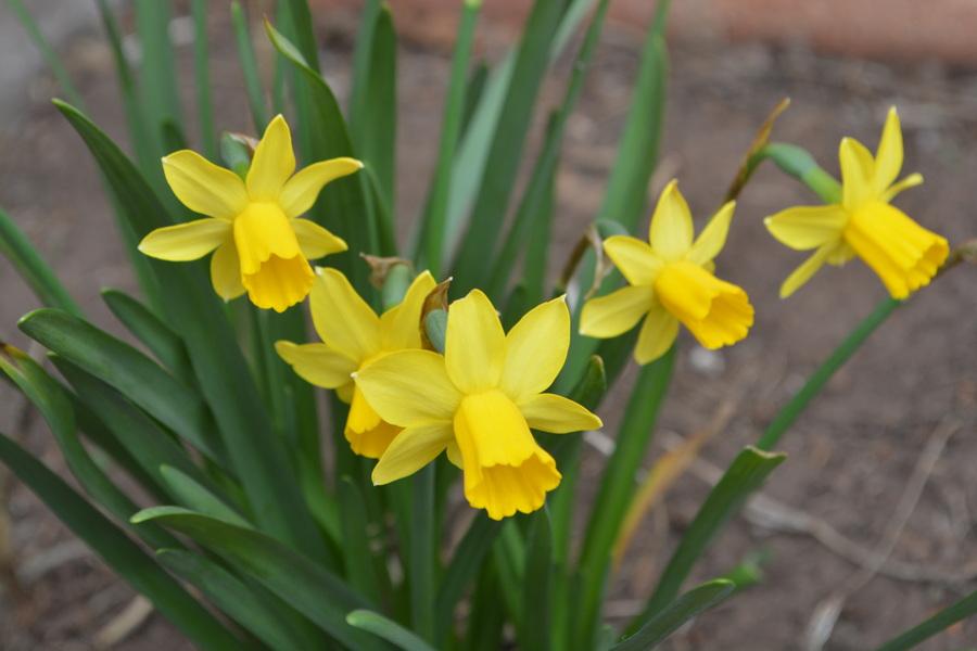 Photo of Daffodil (Narcissus 'Tete-a-Tete') uploaded by jathton