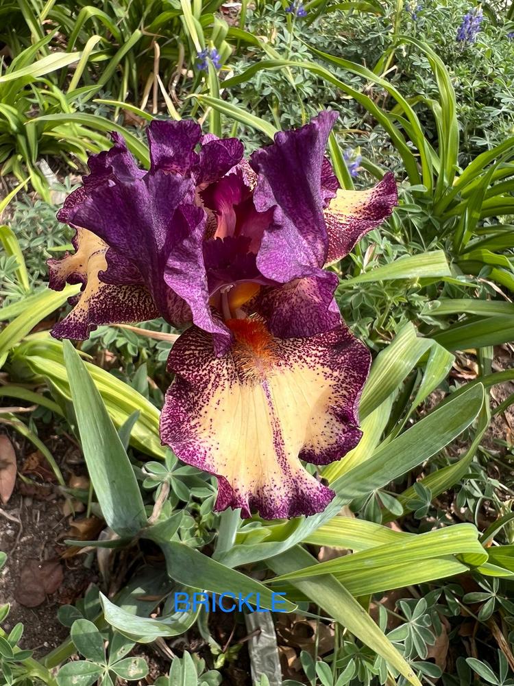 Photo of Intermediate Bearded Iris (Iris 'Brickle') uploaded by makakaualii