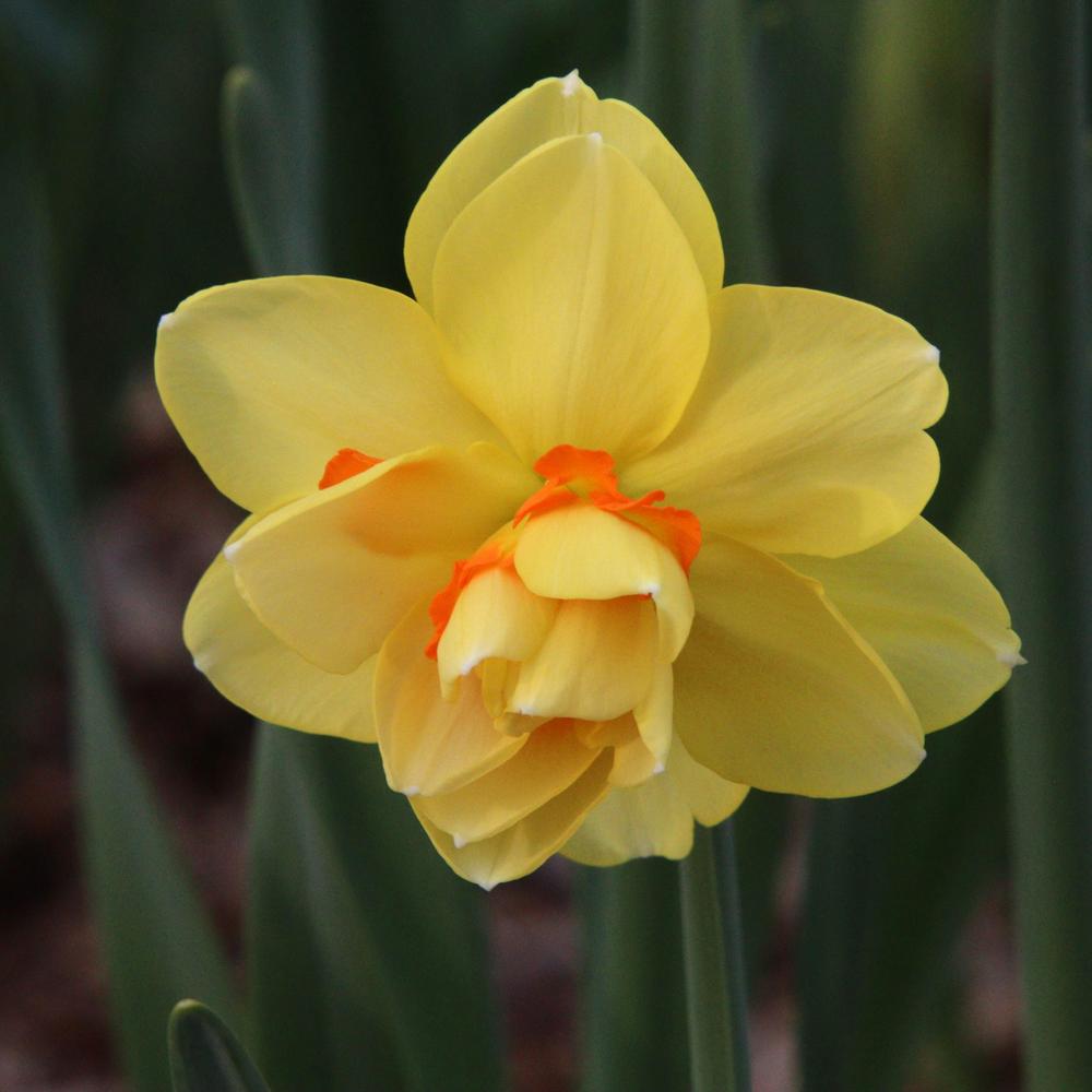 Photo of Double Daffodil (Narcissus 'Tahiti') uploaded by LoriMT