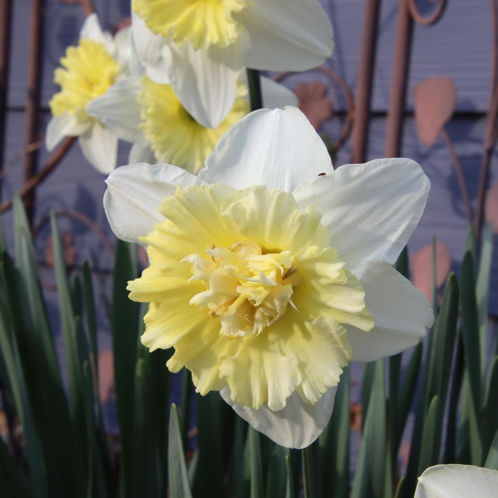 Photo of Double Daffodil (Narcissus 'Ice King') uploaded by LoriMT