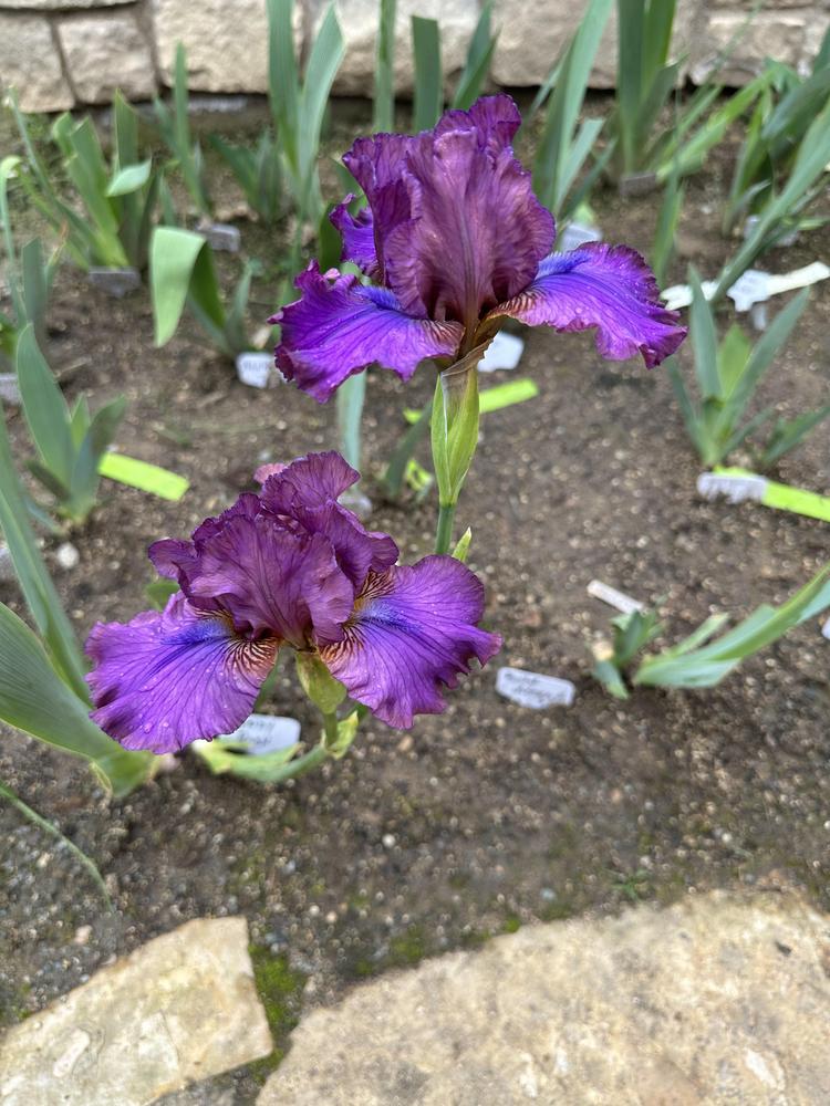 Photo of Intermediate Bearded Iris (Iris 'Candy Rock') uploaded by Trudygc