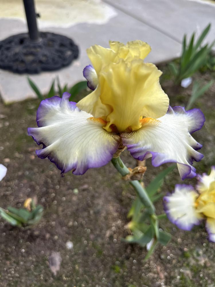 Photo of Tall Bearded Iris (Iris 'Spring Bliss') uploaded by Trudygc