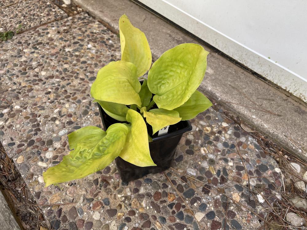 Photo of Hosta 'Checkered Cab' uploaded by Rose1656