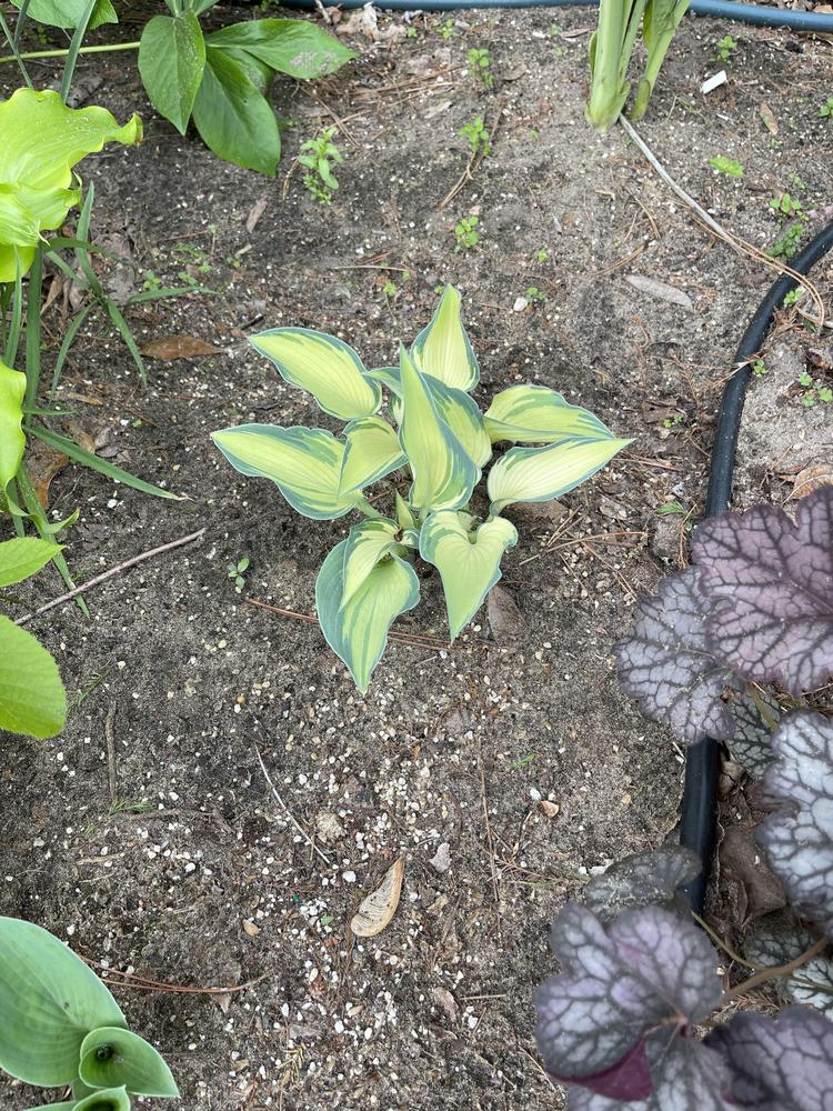 Photo of Hosta 'What's That' uploaded by Rose1656