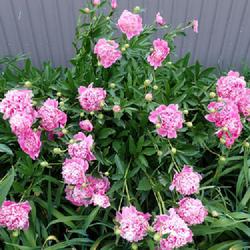 Location: My garden in Ontario, Canada
Date: 2023-06-20
Still had blooms three weeks later :-)