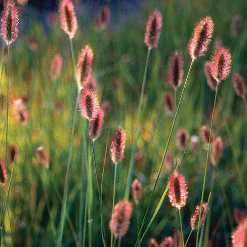 Photo of Fountain Grass (Cenchrus massaicus 'Red Bunny Tails') uploaded by Joy