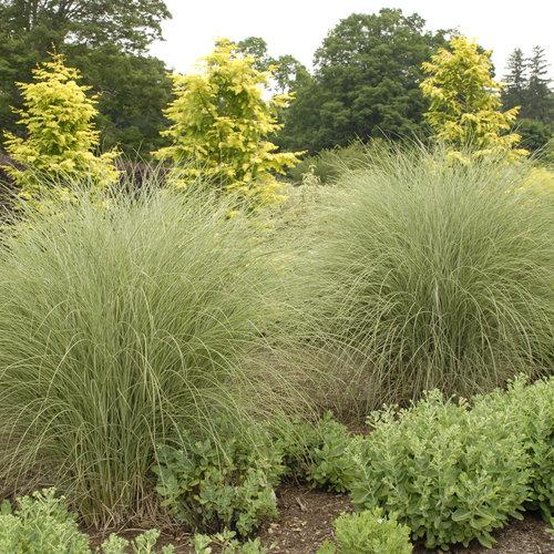 Photo of Maiden Grass (Miscanthus sinensis 'Morning Light') uploaded by Joy