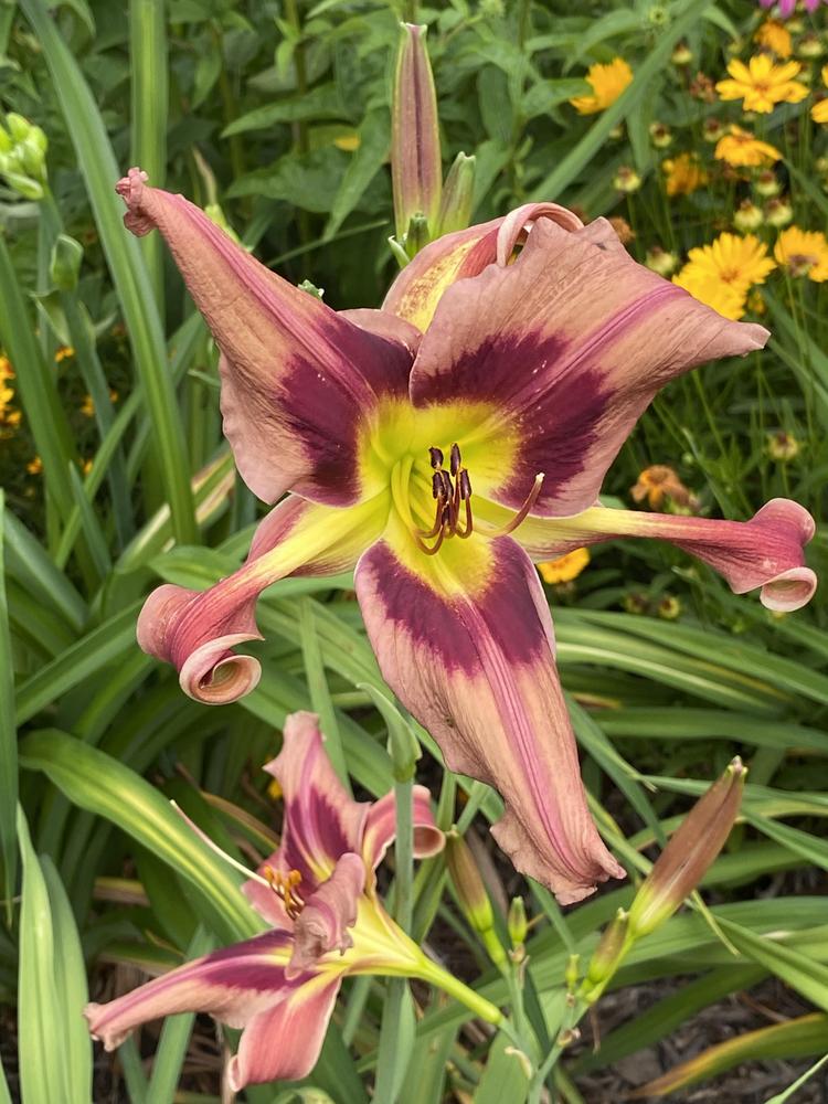 Photo of Daylily (Hemerocallis 'Face All Things with Lifted Hands') uploaded by Legalily
