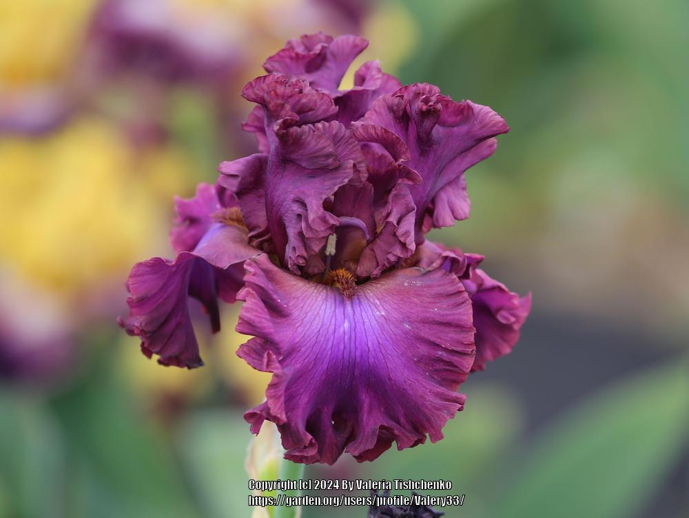 Photo of Tall Bearded Iris (Iris 'Dash of Burgundy') uploaded by Valery33