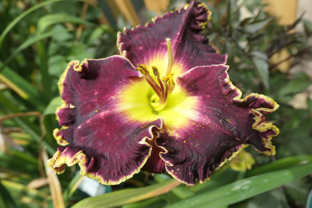 Photo of Daylily (Hemerocallis 'Raven's Song') uploaded by Caruso