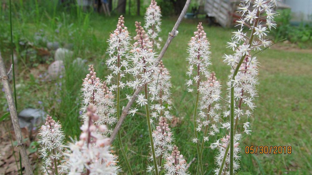 Photo of Bugbane (Actaea simplex 'Hillside Black Beauty') uploaded by Elfenqueen