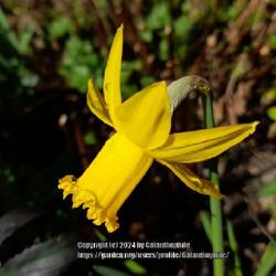 Location: Tyne and Wear, England UK 
Date: March 2021
Narcissus February Gold