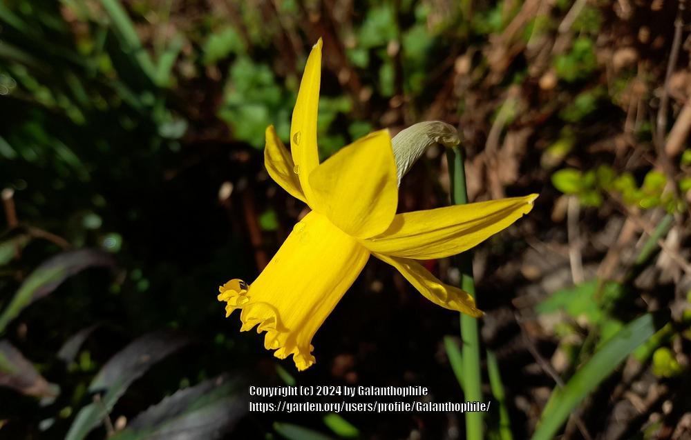 Photo of Cyclamineus Daffodil (Narcissus 'February Gold') uploaded by Galanthophile