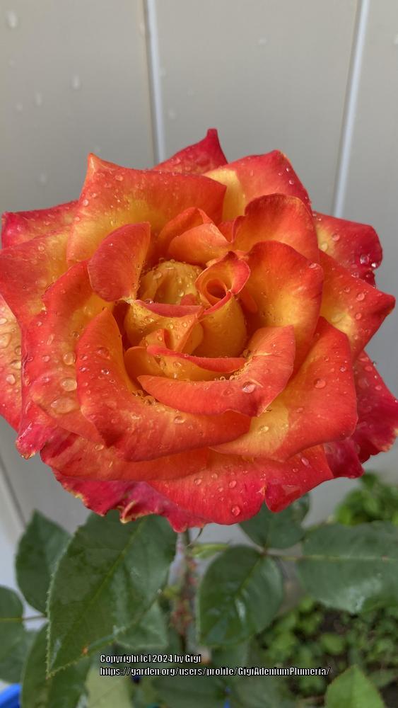 Photo of Rose (Rosa 'Perfect Moment') uploaded by GigiAdeniumPlumeria