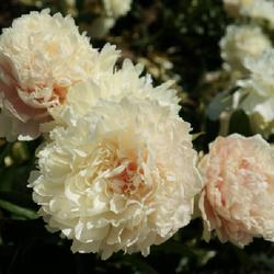 Location: Adelman Peony Garden, OR
Date: 2023-06-05
Lovely fragrance, multi-colored blend peach, blush, champagne