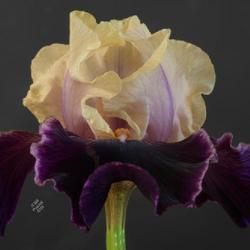 Location: Vancouver, BC, Canada
Date: 2021-05-29
Border Bearded Iris 'Eramosa Celebration', Chuck Chapman 2020.