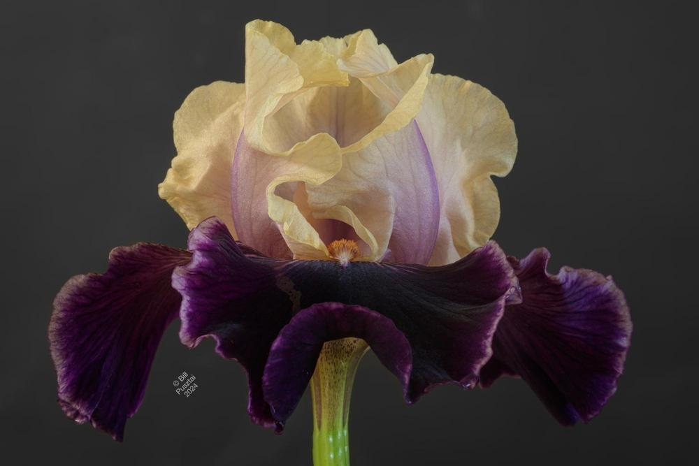 Photo of Border Bearded Iris (Iris 'Eramosa Celebration') uploaded by billpusztai