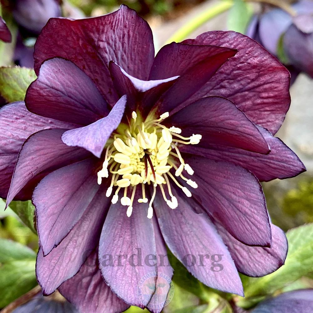 Photo of Hellebore (Helleborus Wedding Party™ Dark and Handsome) uploaded by springcolor