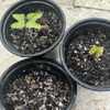 Seedlings 2/29/24, seeds scored/nicked with 24 hour water soak.