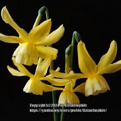 Location: Tyne and Wear, England UK 
Date: 2021-04-29
Narcissus’Hawera’
