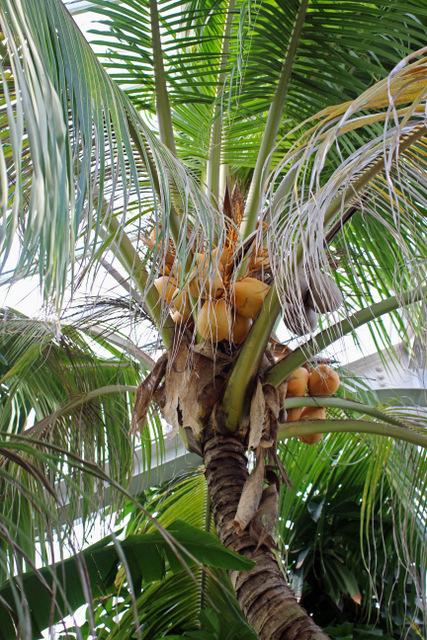 Photo of Coconut Palm (Cocos nucifera) uploaded by RuuddeBlock