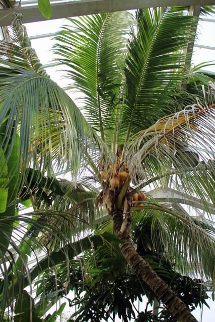 Photo of Coconut Palm (Cocos nucifera) uploaded by RuuddeBlock