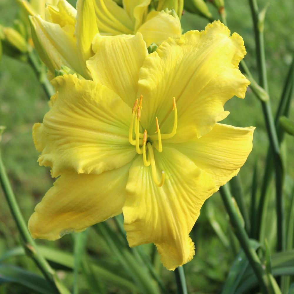 Photo of Daylily (Hemerocallis 'Planet Claire') uploaded by blue23rose
