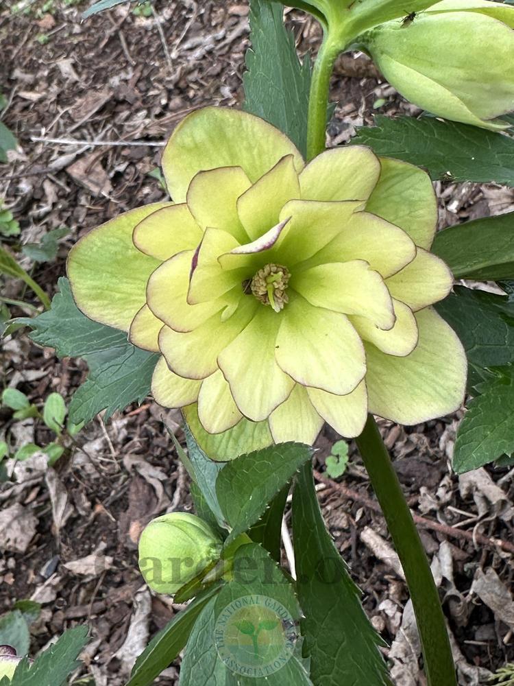 Photo of Hellebore (Helleborus Winter Jewels™ Golden Lotus) uploaded by chickhill