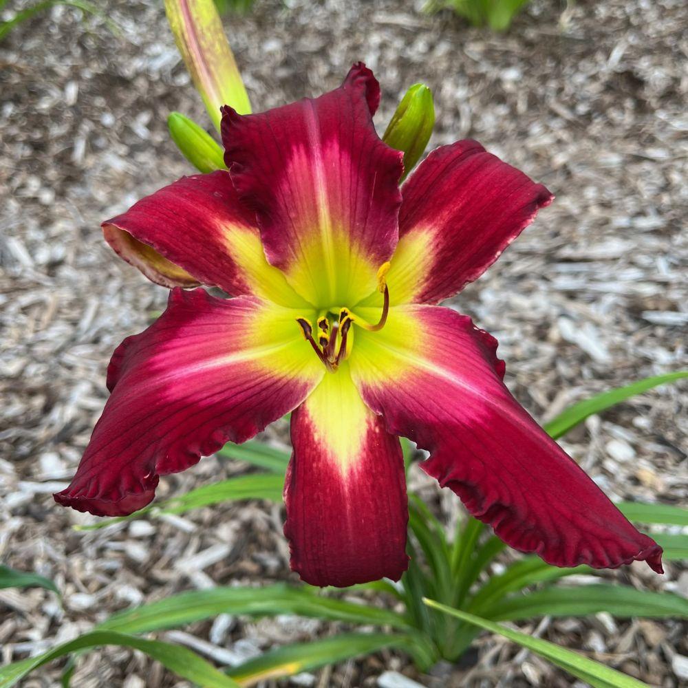 Photo of Daylily (Hemerocallis 'For Ever and For Always') uploaded by twixanddud