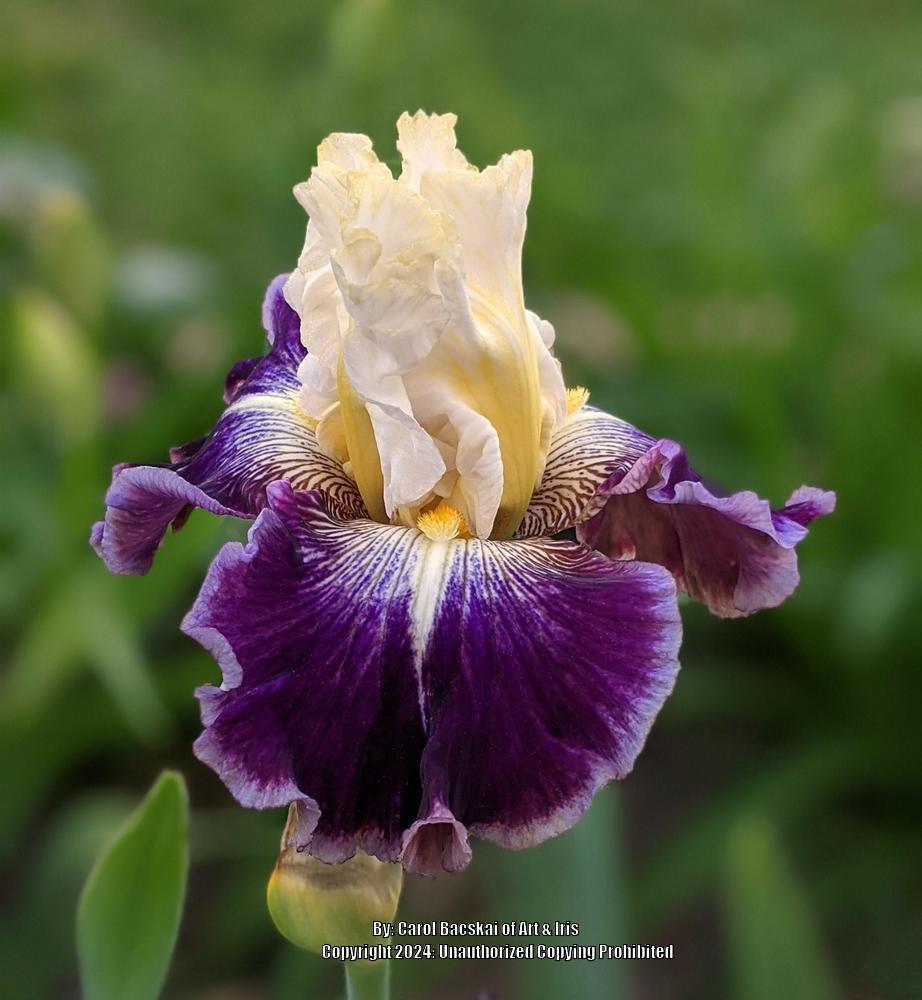 Photo of Tall Bearded Iris (Iris 'Cold Fusion') uploaded by Artsee1