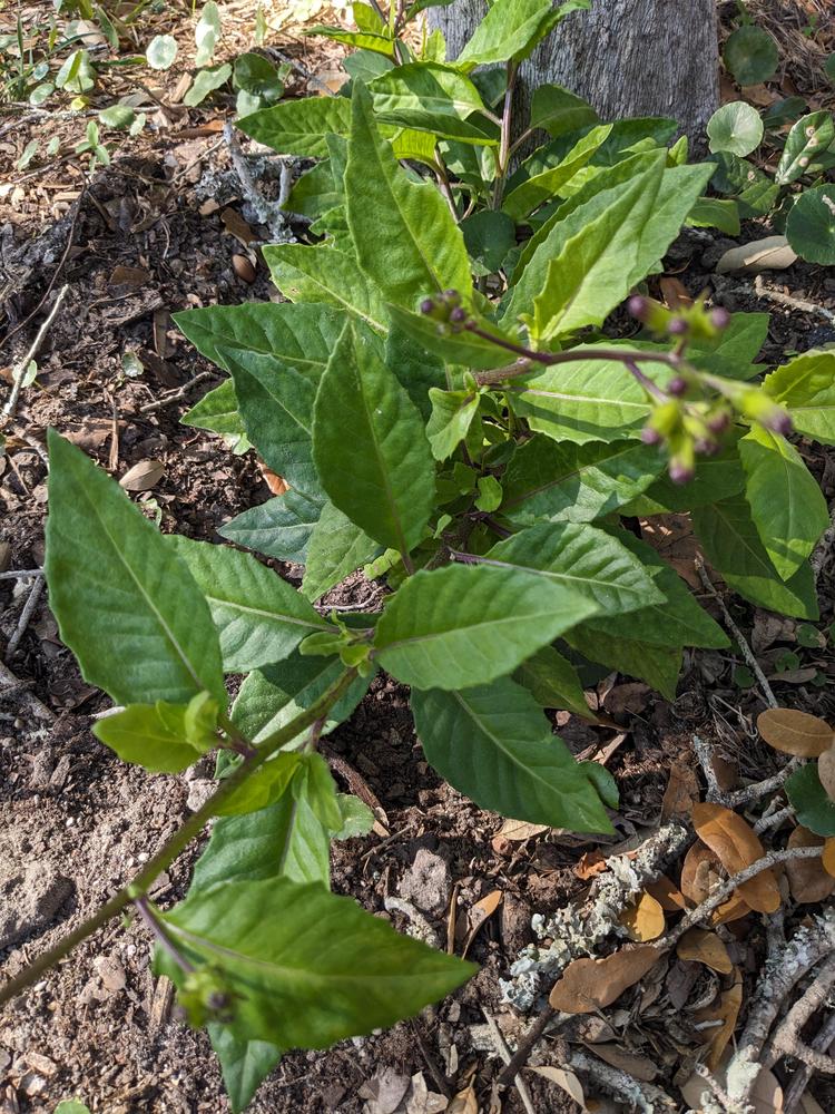 Photo of Longevity Spinach (Gynura procumbens) uploaded by Watchwoman19