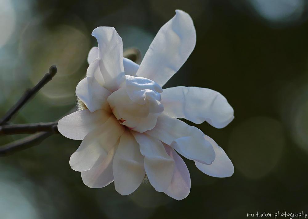 Photo of Loebner Magnolia (Magnolia x loebneri 'Ballerina') uploaded by drirastucker