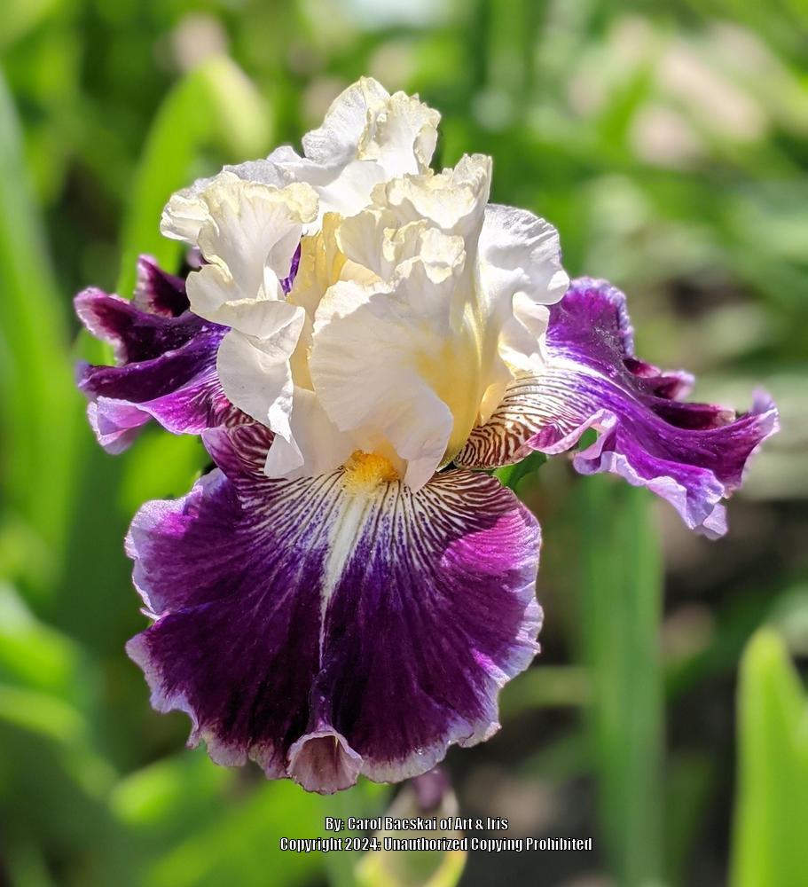 Photo of Tall Bearded Iris (Iris 'Cold Fusion') uploaded by Artsee1