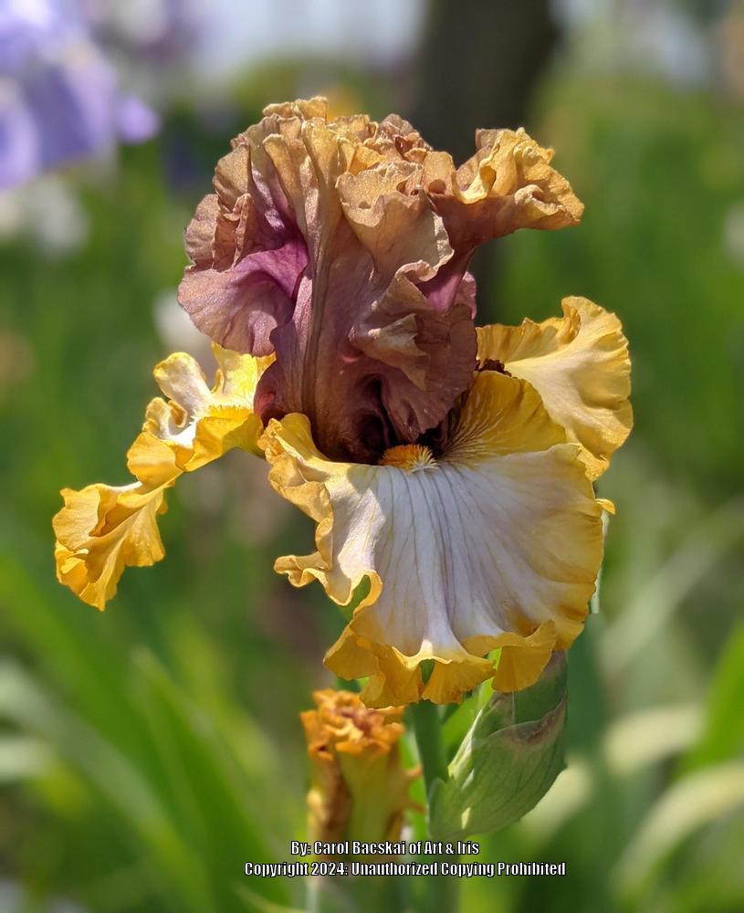 Photo of Tall Bearded Iris (Iris 'Mood Ring') uploaded by Artsee1