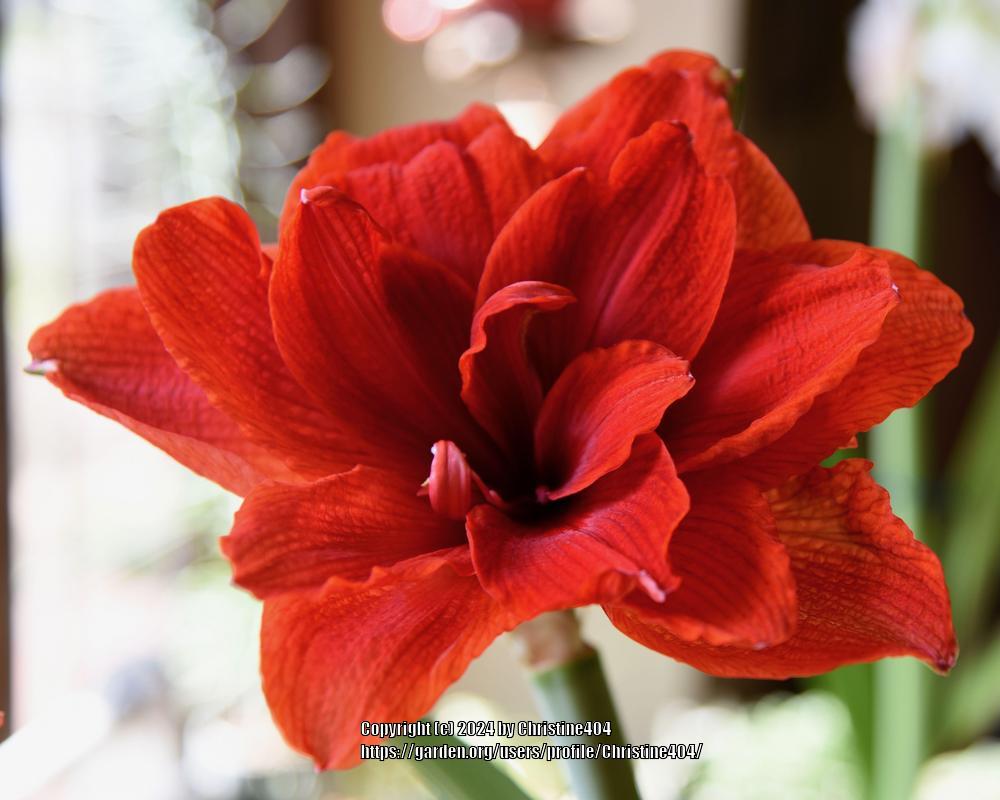 Photo of Amaryllis (Hippeastrum 'Red Nymph') uploaded by Christine404