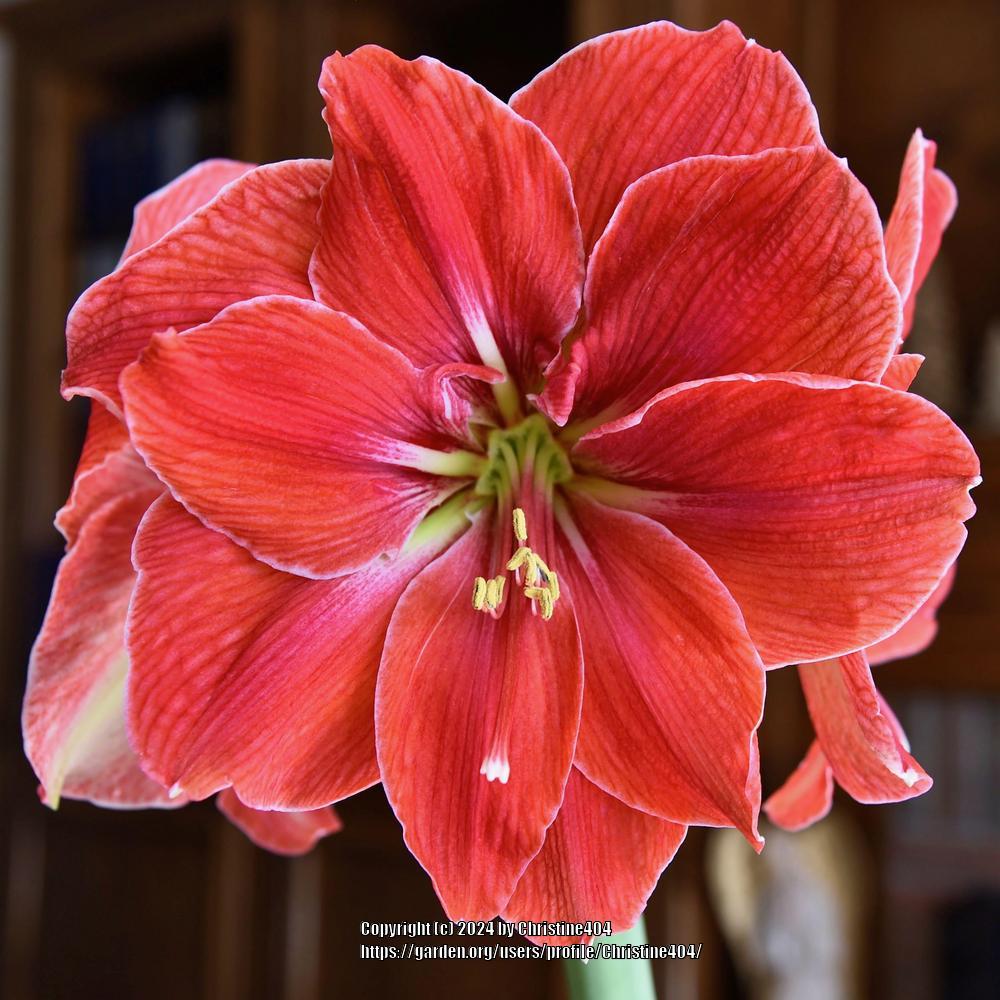 Photo of Amaryllis (Hippeastrum 'Magical Touch') uploaded by Christine404